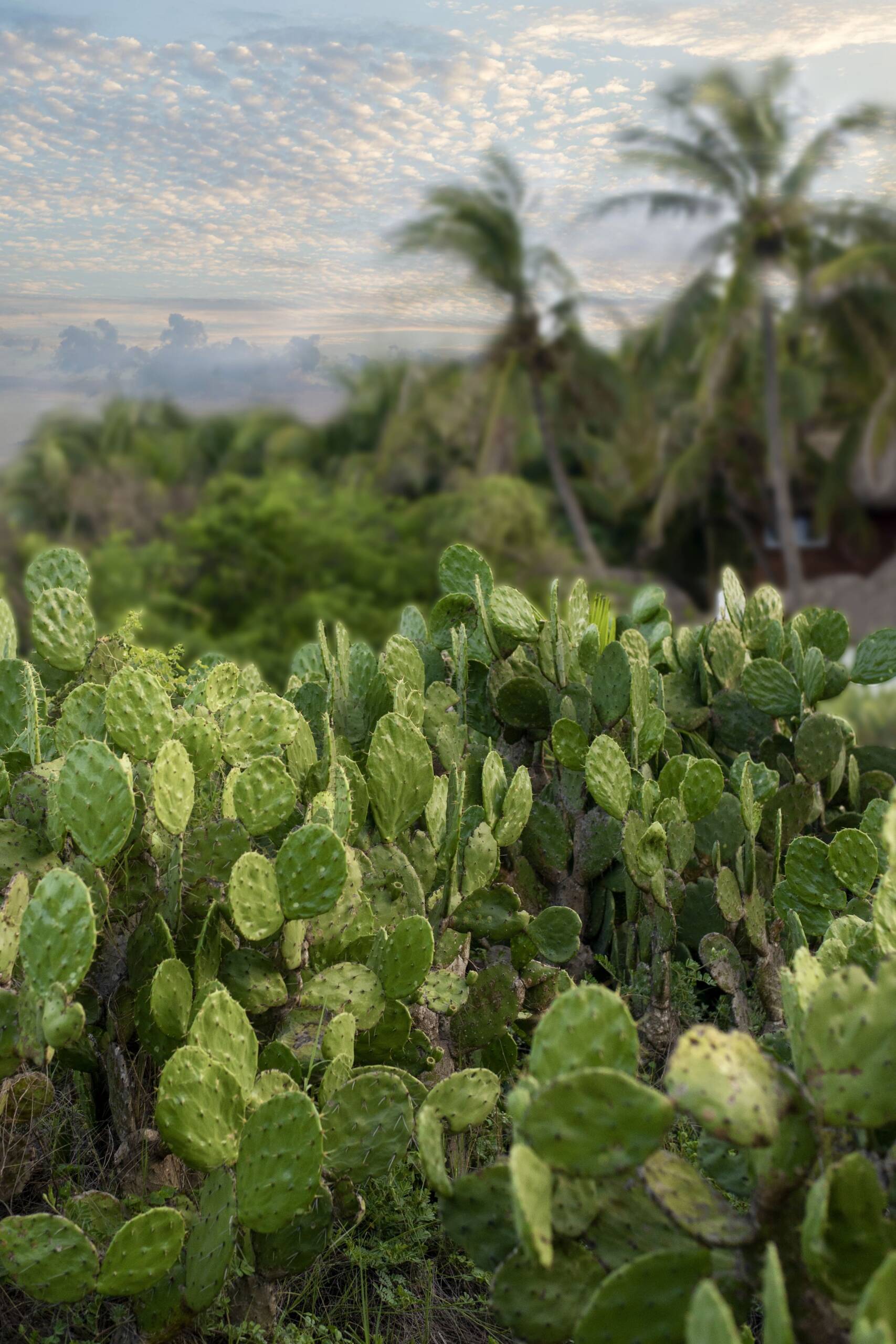 Paseo aventura por la costa oaxaqueña