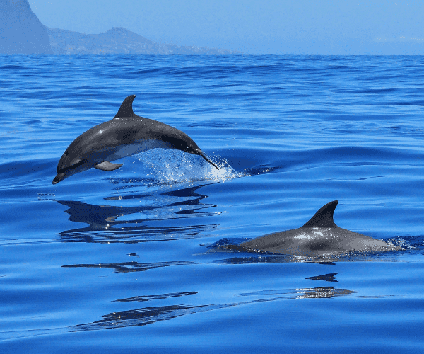 Avistamiento de delfines